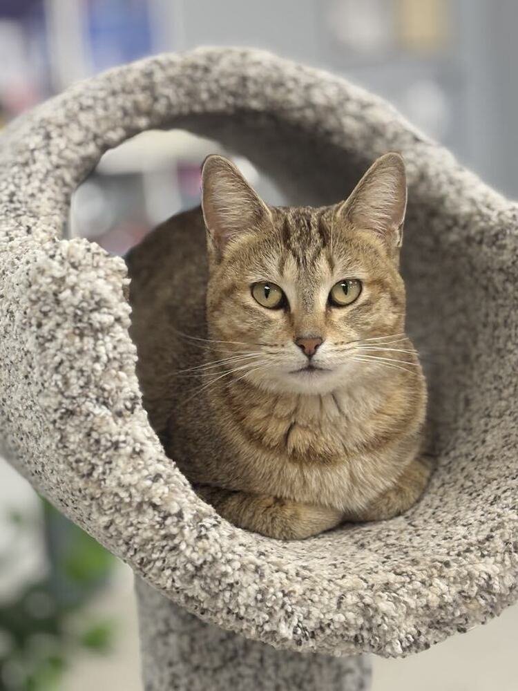 LISA - Domestic Short Hair / Domestic Short Hair available for adoption