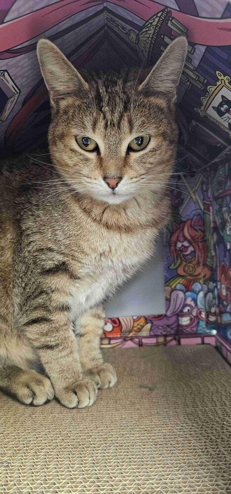 LISA - Domestic Short Hair / Domestic Short Hair available for adoption