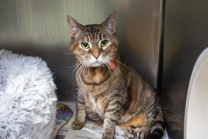 PEA - Domestic Short Hair / Domestic Short Hair available for adoption