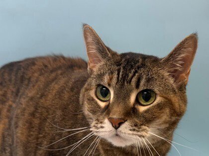 PEA - Domestic Short Hair / Domestic Short Hair available for adoption