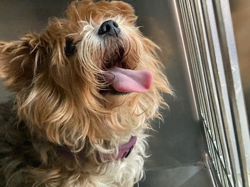 HELDA~FOSTER OR FOSTER TO ADOPT NEEDED~ - Yorkshire Terrier Yorkie available for adoption