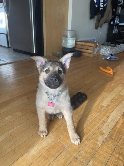 KERMIT - Shepherd available for adoption