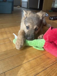 Kermit - Photo 3