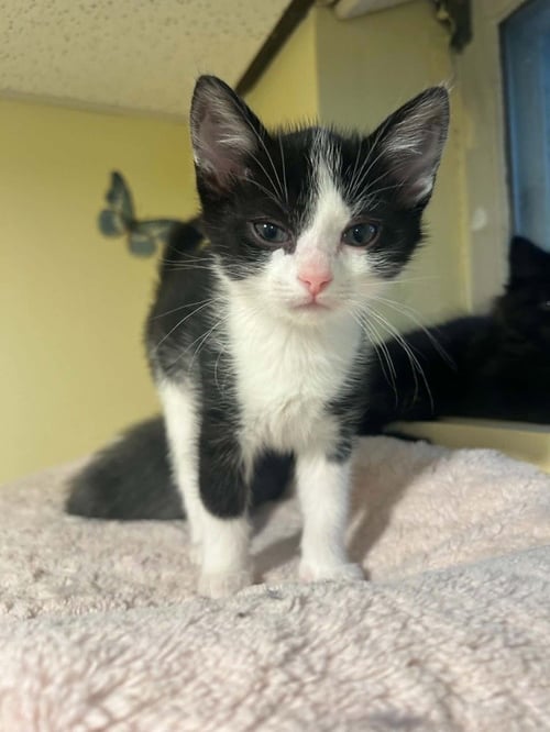 CHIQUITIN - Domestic Short Hair available for adoption