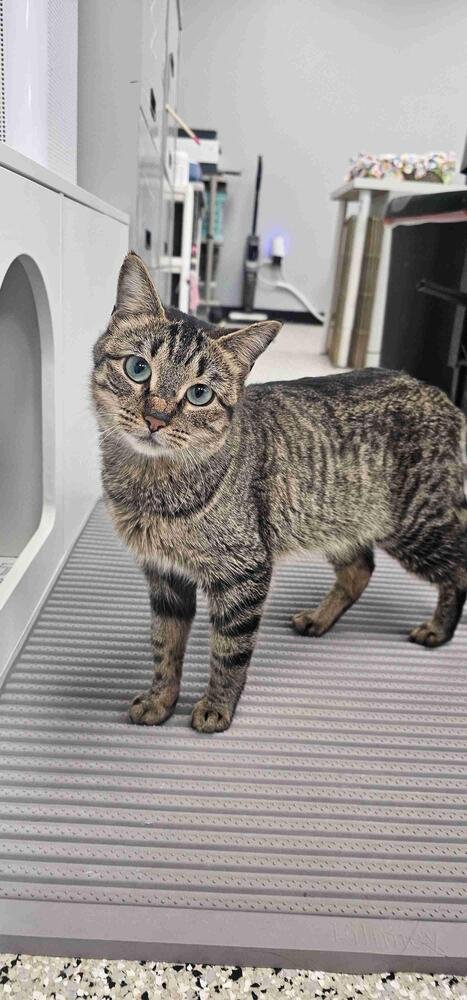 TORI - Domestic Short Hair / Domestic Short Hair available for adoption