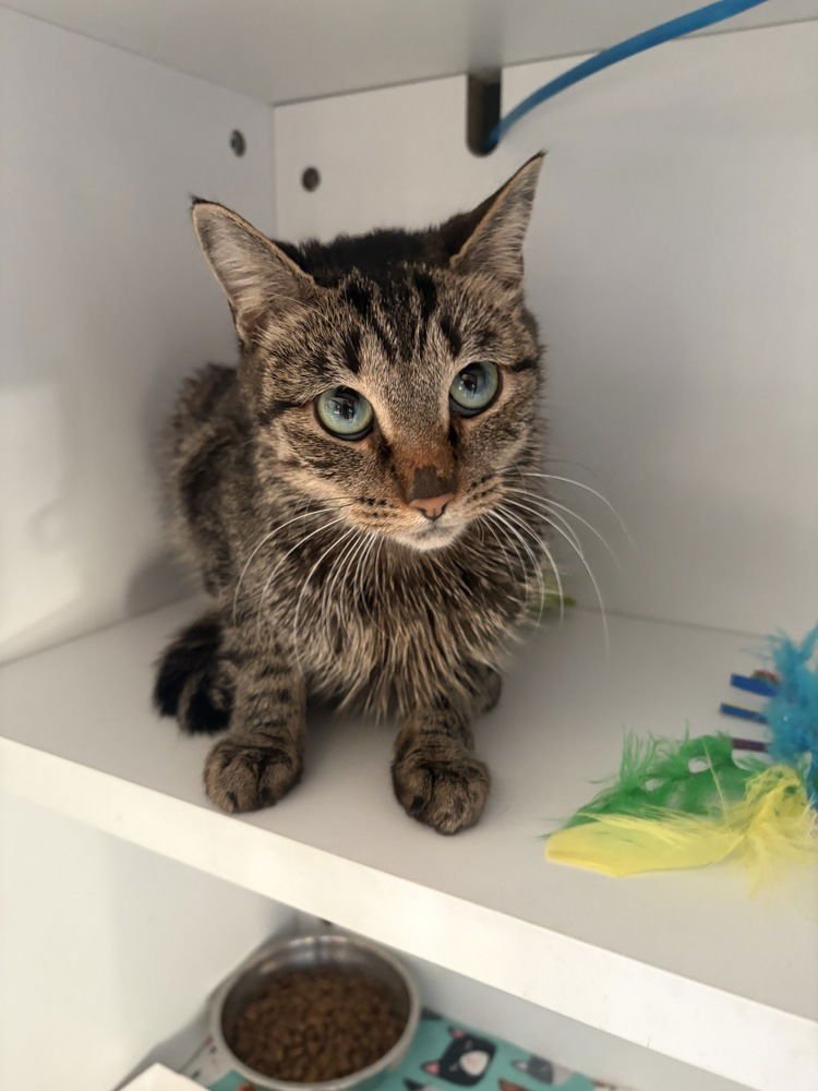 TORI - Domestic Short Hair / Domestic Short Hair available for adoption