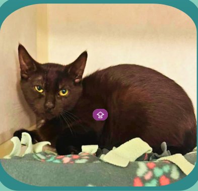 COPY - Domestic Short Hair available for adoption