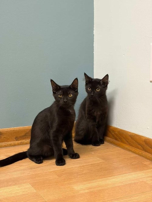 COPY - Domestic Short Hair available for adoption