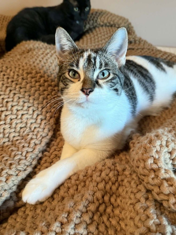 SAMMY - Domestic Short Hair / Domestic Short Hair available for adoption