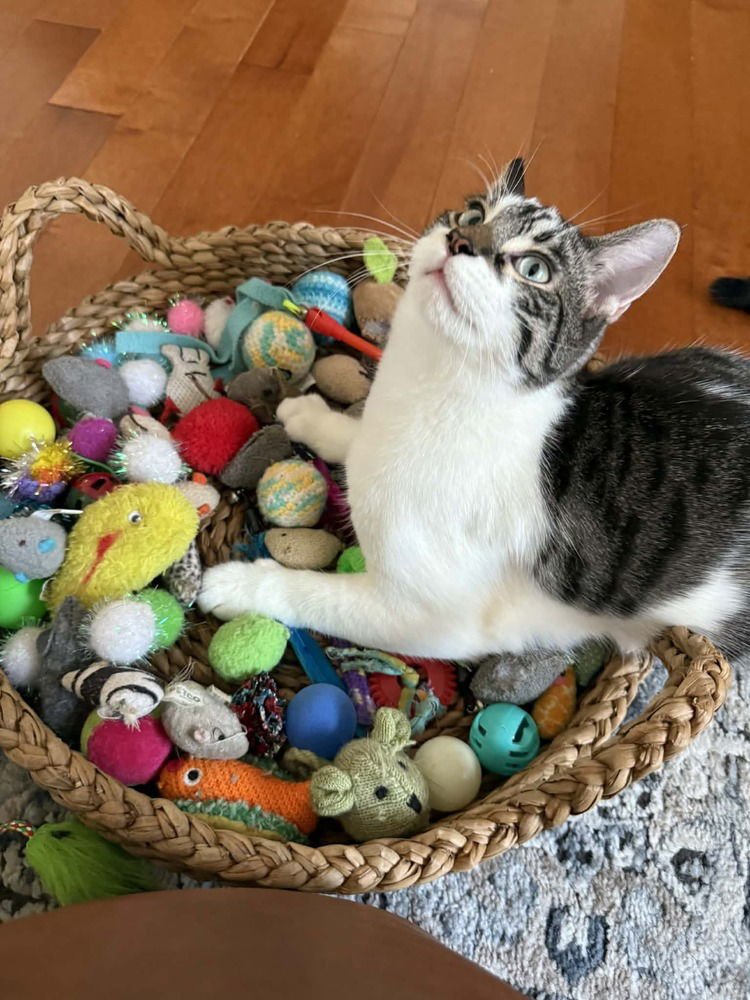 SAMMY - Domestic Short Hair / Domestic Short Hair available for adoption