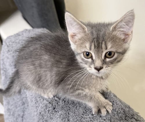 FRITTATA - Domestic Short Hair available for adoption