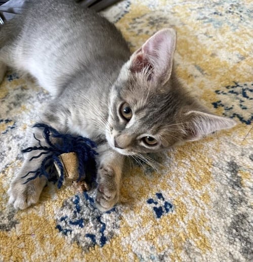 FRITTATA - Domestic Short Hair available for adoption