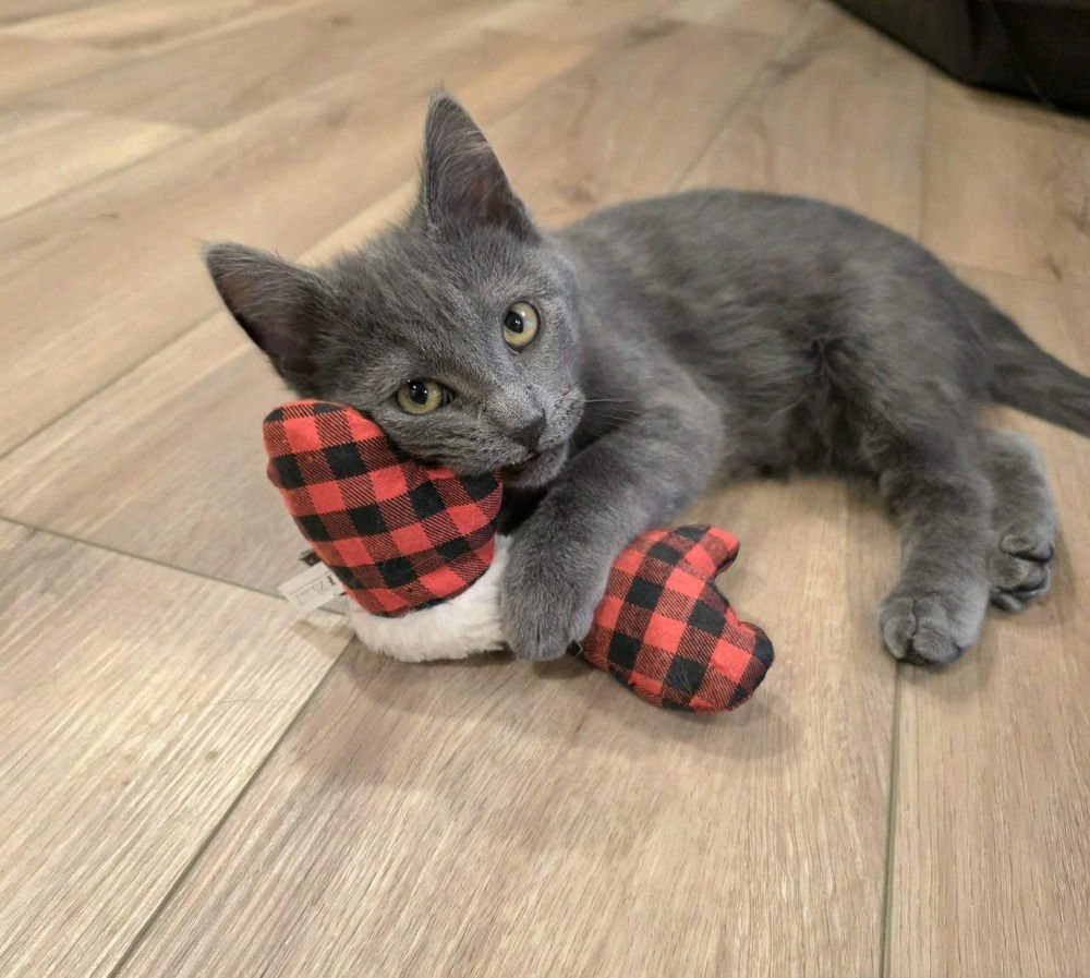 RUSHMERE - Domestic Short Hair available for adoption