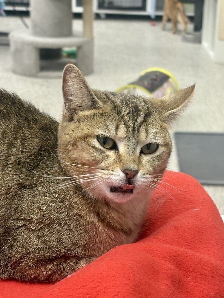 LISA - Domestic Short Hair / Domestic Short Hair available for adoption