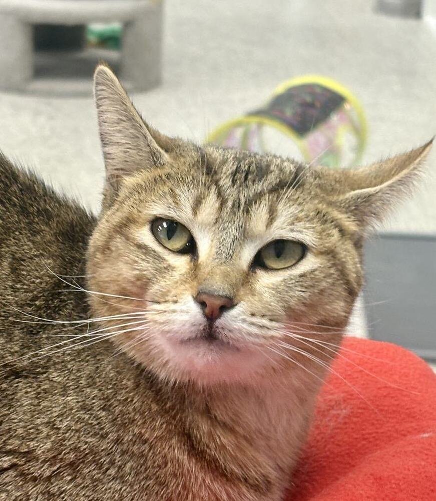 LISA - Domestic Short Hair / Domestic Short Hair available for adoption