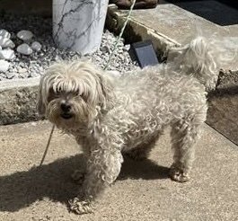 Jr**FOSER OR FOSTER TO ADOPT NEEDED** Image
