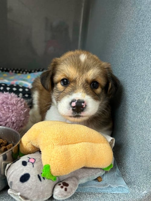 KOA~ FOSTER OR FOSTER TO ADOPT NEEDED~