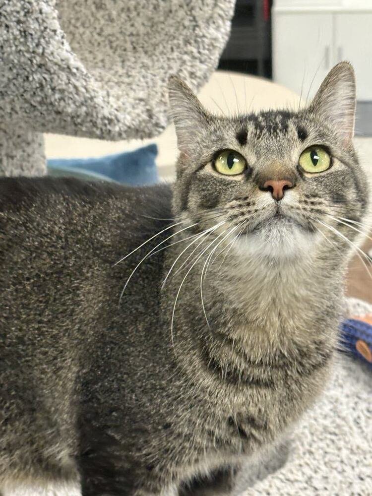 MISTER - Domestic Short Hair / Domestic Short Hair available for adoption