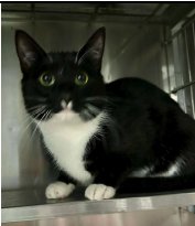 BLITZEN - Domestic Short Hair available for adoption