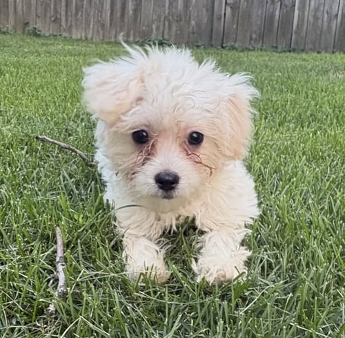 ALTOS - Poodle (T-Cup) / Maltese available for adoption