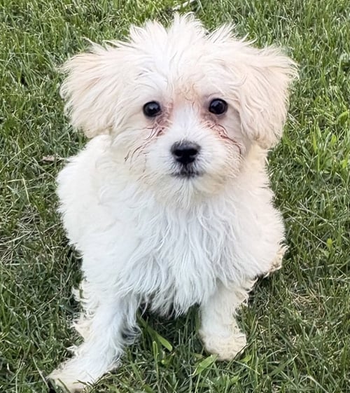 ALTOS - Poodle (T-Cup) / Maltese available for adoption