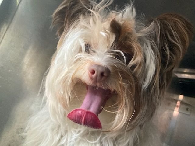 Holly~FOSTER or FOSTER TO ADOPT NEEDED~ Image