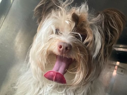 HOLLY~FOSTER OR FOSTER TO ADOPT NEEDED~ - Silky Terrier available for adoption
