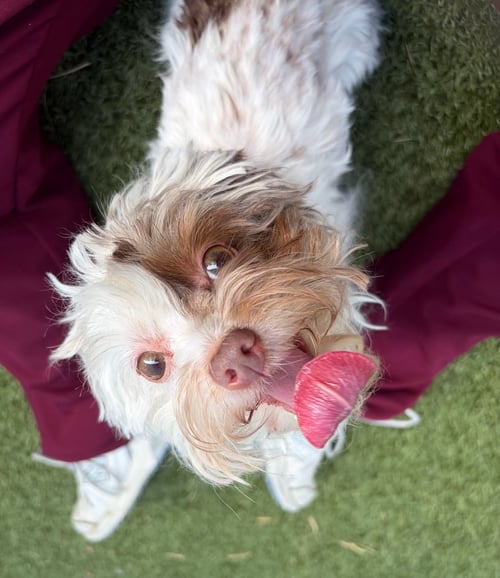 HOLLY ~FOSTER OR FOSTER TO ADOPT NEEDED~ - Silky Terrier available for adoption