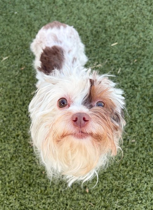 HOLLY ~FOSTER OR FOSTER TO ADOPT NEEDED~ - Silky Terrier available for adoption