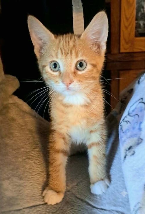 GONZO - Domestic Medium Hair / Norwegian Forest Cat available for adoption