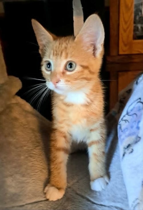 GONZO - Domestic Medium Hair / Norwegian Forest Cat available for adoption