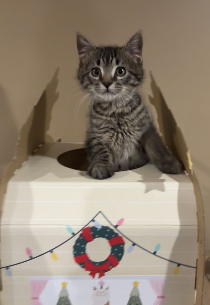 WILBUR- "NO LONGER ACCEPTING APPLICATIONS - Domestic Short Hair available for adoption