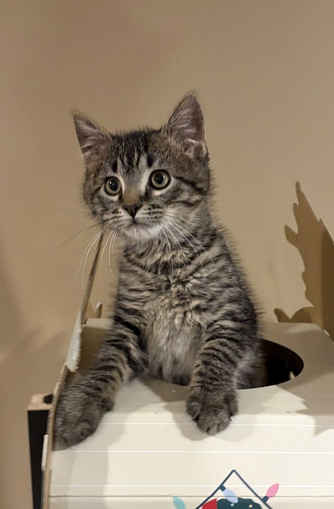 WILBUR- "NO LONGER ACCEPTING APPLICATIONS - Domestic Short Hair available for adoption
