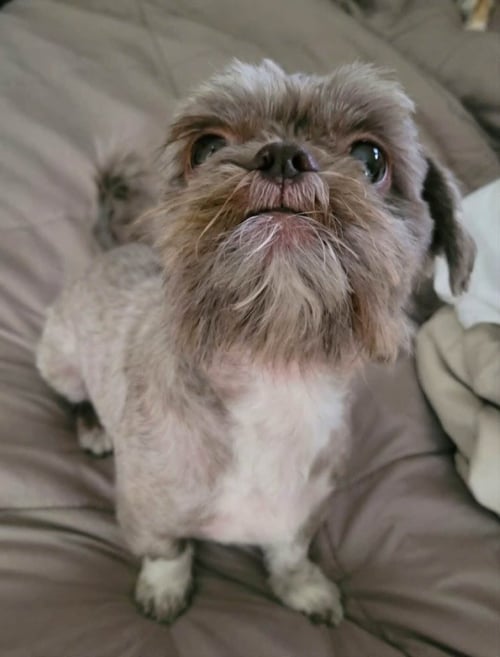 HERSHEY - Shih Tzu available for adoption