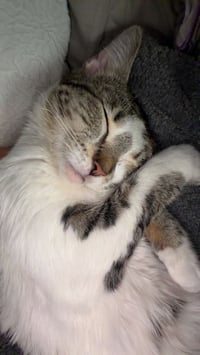 Bouddica - Photo 2