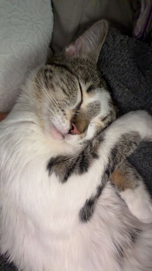 BOUDDICA - Domestic Short Hair / Domestic Short Hair available for adoption