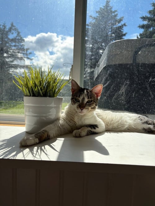 BOUDDICA - Domestic Short Hair / Domestic Short Hair available for adoption