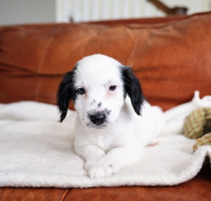 REBECCA-"HAS MULTIPLE APPLICATIONS - Maltese available for adoption