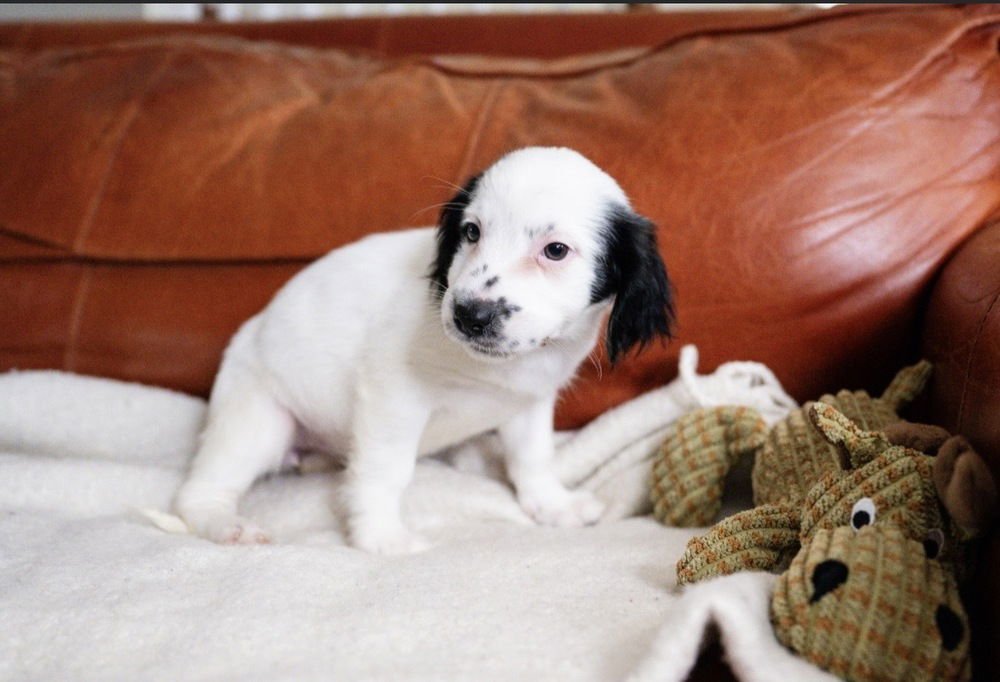 REBECCA-"HAS MULTIPLE APPLICATIONS - Maltese available for adoption