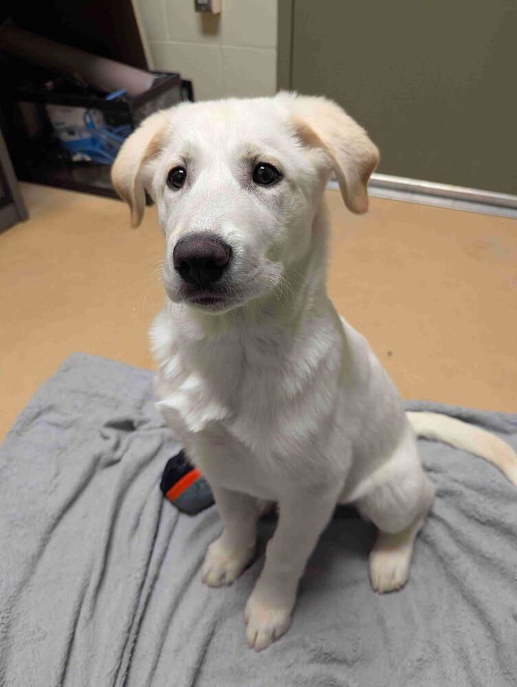 BONSAI - Great Pyrenees available for adoption