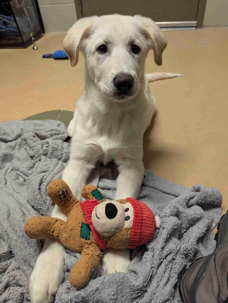 BONSAI - Great Pyrenees available for adoption