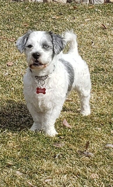 MJ - Shih Tzu available for adoption