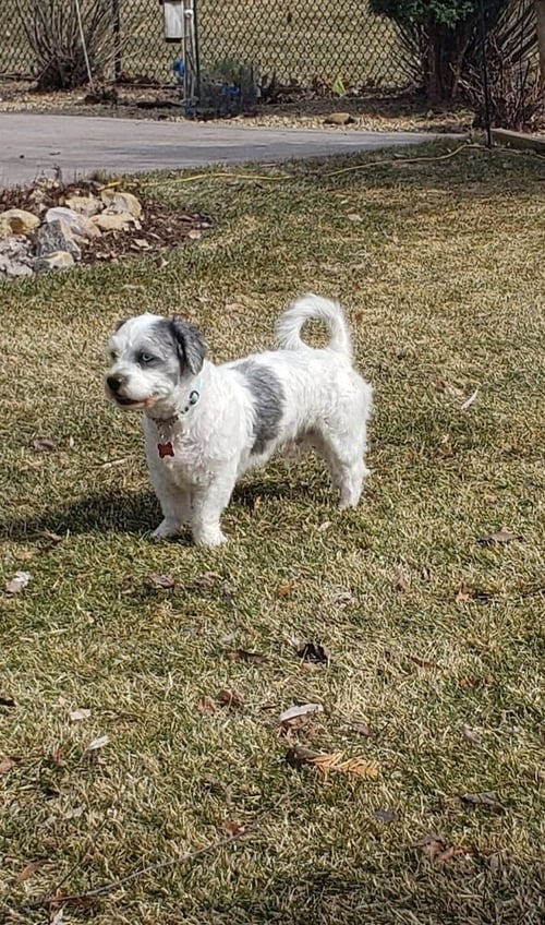 MJ - Shih Tzu available for adoption