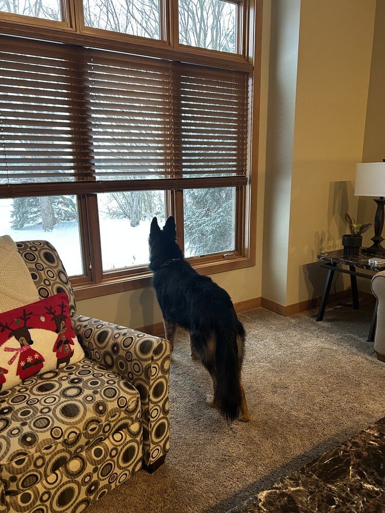 GINUWINE - Belgian Shepherd Tervuren available for adoption