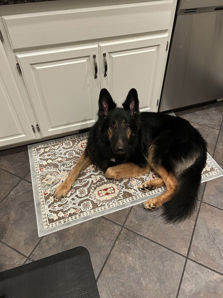 GINUWINE - Belgian Shepherd Tervuren available for adoption