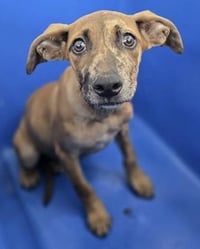 Taffy**FOSER OR FOSTER TO ADOPT NEEDED** - Photo 1