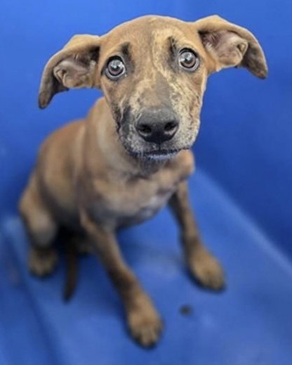 TAFFY**FOSER OR FOSTER TO ADOPT NEEDED** - Catahoula Leopard Dog available for adoption