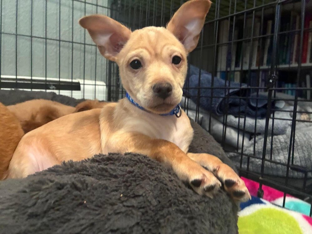 KING FRIDAY - Chihuahua available for adoption