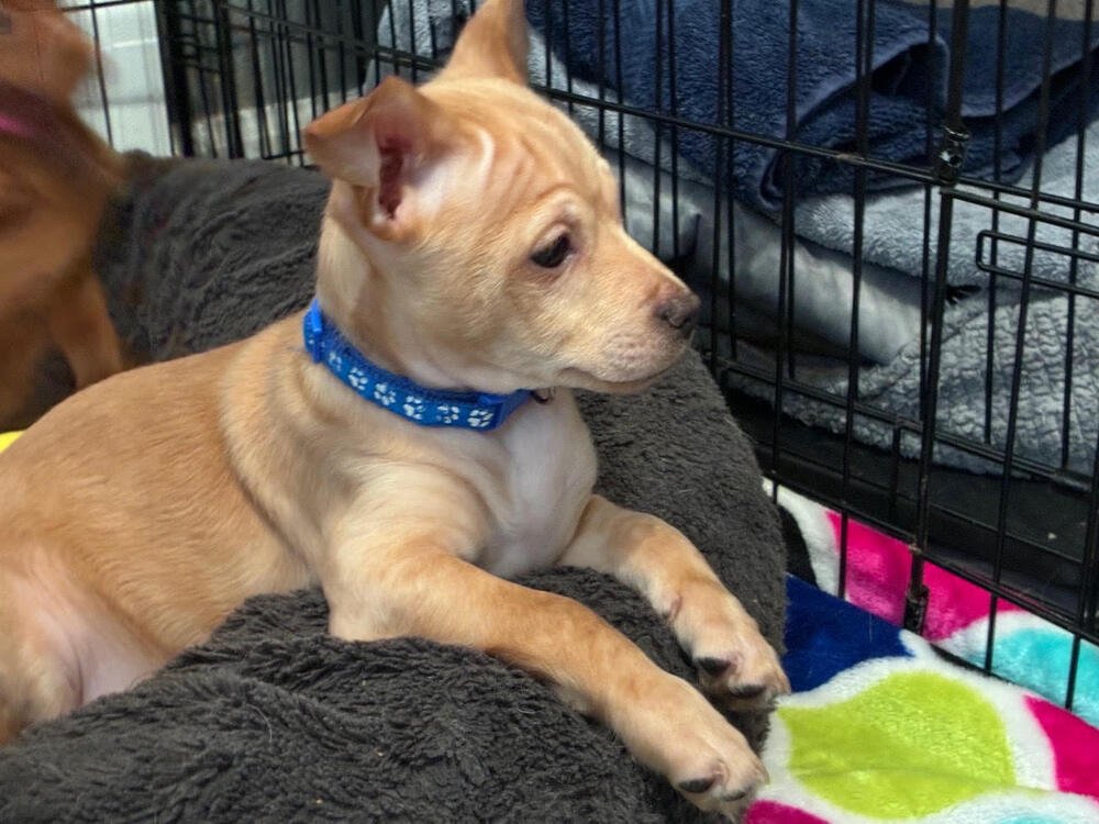 KING FRIDAY - Chihuahua available for adoption