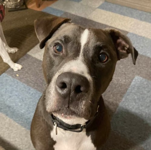 CHAMP - Pit Bull Terrier available for adoption